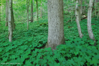 Central Appalachian / Piedmont Basic Mesic Forest (Twinleaf - Blue Cohosh Type) - CEGL008412