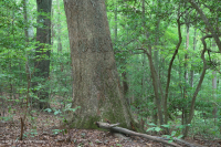 Northern Coastal Plain / Piedmont Mesic Mixed Hardwood Forest – CEGL006075