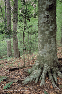 Northern Coastal Plain / Piedmont Mesic Mixed Hardwood Forest – CEGL006075