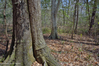 Southern Coastal Plain Mesic Mixed Hardwood Forest ~ CEGL007211