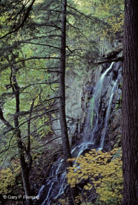 Appalachian Hemlock - Northern Hardwood Forest – CEGL006639