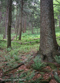 Appalachian Hemlock - Northern Hardwood Forest – CEGL006639