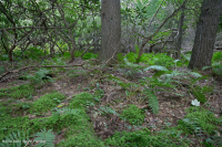 Central Appalachian Hemlock / Catawba Rhododendron Forest – CEGL008513