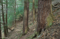 Piedmont / Coastal Plain Hemlock - Hardwood Forest – CEGL006474