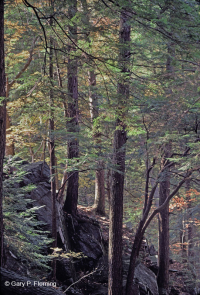 Piedmont / Coastal Plain Hemlock - Hardwood Forest – CEGL006474