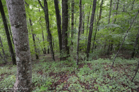 Dry-Mesic Calcareous Forest (Southern Ridge and Valley / Cumberlands Type) – CEGL007233