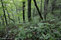 Appalachian Sugar Maple - Chinquapin Oak Dry Calcareous Forest – CEGL006017