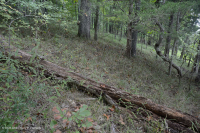 Southern Piedmont Hardpan Forest - CEGL003714