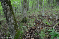 Southern Piedmont Hardpan Forest – CEGL003714