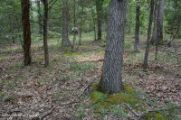 Southern Piedmont Hardpan Forest – CEGL003714