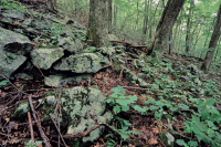 Central Appalachian Montane Rich Boulderfield Forest – CEGL008528