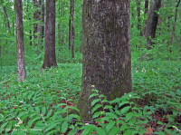 Inner Piedmont / Lower Blue Ridge Basic Oak - Hickory Forest – CEGL008514