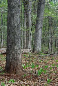 Inner Piedmont / Lower Blue Ridge Basic Oak - Hickory Forest – CEGL008514