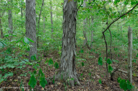 Southern Piedmont Basic Oak - Hickory Forest – CEGL007232