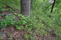 Southern Piedmont Basic Oak - Hickory Forest – CEGL007232