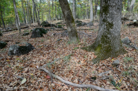 Northern Hardpan Basic Oak - Hickory Forest – CEGL006216