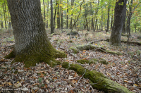 Northern Hardpan Basic Oak - Hickory Forest – CEGL006216