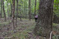 Southern Appalachian Montane Mixed Oak Forest (Northern Red Oak - Chestnut Oak Submesic Type) – CEGL004817