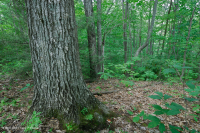 Southern Appalachian Montane Mixed Oak Forest (Northern Red Oak - Chestnut Oak Submesic Type) – CEGL004817