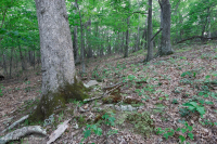 Southern Appalachian Montane Mixed Oak Forest (White Oak Type) – CEGL007230
