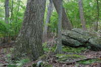 Central Appalachian Dry-Mesic Chestnut Oak - Northern Red Oak Forest – CEGL006057