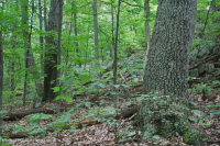 Central Appalachian Dry-Mesic Chestnut Oak - Northern Red Oak Forest – CEGL006057