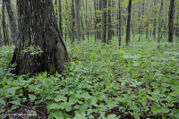 Central Appalachian Montane Oak - Hickory Forest (Rich Type) – CEGL008518
