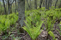 Central Appalachian Montane Oak - Hickory Forest (Rich Type) – CEGL008518