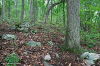 Central Appalachian Montane Oak - Hickory Forest (Acidic Type) – CEGL008516