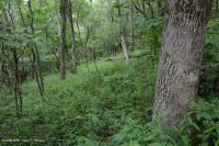 Central Appalachian Montane Oak - Hickory Forest (Acidic Type) - CEGL008516