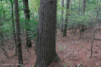 Central Appalachian / Piedmont White Pine - Oak Forest – CEGL008539