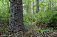 Central Appalachian / Piedmont White Pine - Oak Forest – CEGL008539
