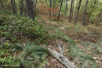 Central Appalachian Pine - Oak / Heath Woodland – CEGL004996
