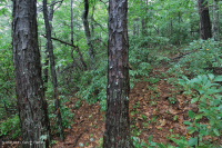 Southern Appalachian Pine - Oak / Heath Woodland – CEGL007097