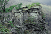 Cumberland Mountains Xeric Sandstone Cliff – CEGL004392