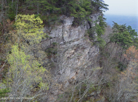 Cumberland Mountains Xeric Sandstone Cliff - CEGL004392
