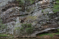Central Appalachian / Piedmont Acidic Cliff – CEGL004391