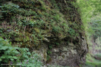 Southern Appalachian Mesic Calcareous Cliff – CEGL008435