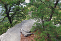 Appalachian Xeric Pine Outcrop Woodland – CEGL004821