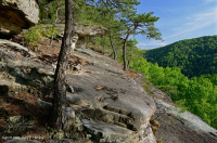 Appalachian Xeric Pine Outcrop Woodland – CEGL004821