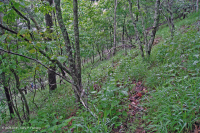 Central Appalachian Basic Ash - Hickory Woodland – CEGL003683