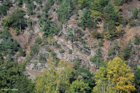 Central Appalachian Shale Barren (Southern Type) – CEGL006562