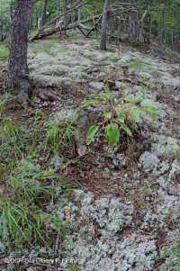 Central Appalachian Xeric Shale Woodland (Virginia Pine / Sparse Herbs Type) – CEGL008525