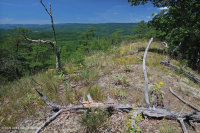 Central Appalachian Shale Barren (Shale Ridge Bald / Prairie Type) – CEGL008530