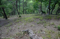 Central Appalachian Xeric Shale Woodland (Chestnut Oak / Mixed Herbs Type) – CEGL008526