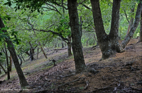 Central Appalachian Xeric Shale Woodland (Chestnut Oak / Mixed Herbs Type) – CEGL008526