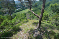 Ridge and Valley Dolostone Woodland – CEGL006030