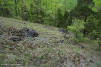 Ridge and Valley Dolostone Woodland – CEGL006030