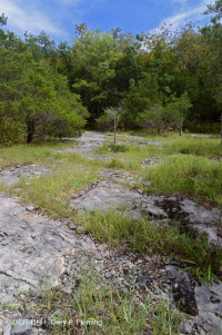Limestone Annual Flatrock Barren – CEGL007073