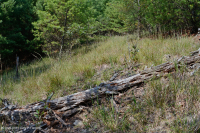 Southern Blue Ridge Ultramafic Woodland – CEGL004968
